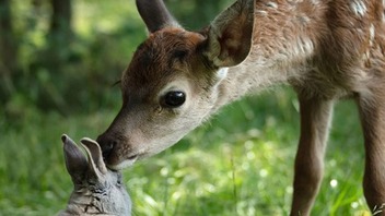  Bambi: Priča o životu u šumi