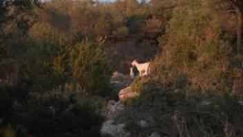 Za nekoliko kriški sira | Koze!